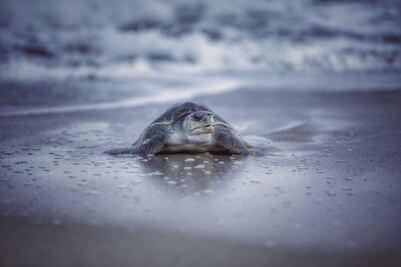 Inicia cuarta arribada de tortugas en La Escobilla, Oaxaca; llegan miles