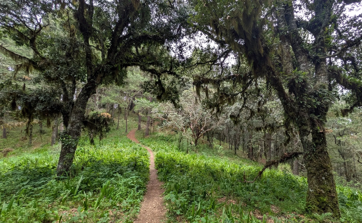 Ixtepeji: El paraíso del senderismo entre bosques exuberantes de Oaxaca