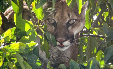 Capturan y liberan a un puma adulto en Tamazulápam Mixe, comunidad de la Sierra Norte de Oaxaca