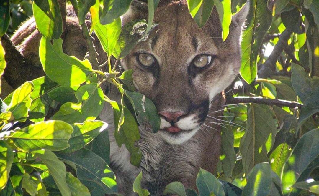 Foto: Tomada de Facebook de Diego V. Guzmán