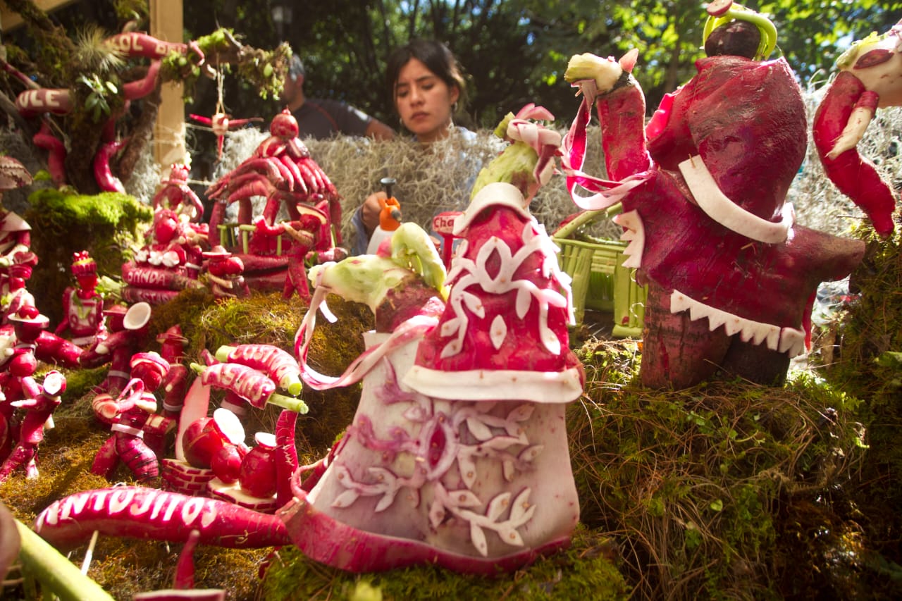 Por primera vez la ciudad de Oaxaca tendrá desfile de rábanos, previo a la centenaria tradición. Foto: Mario Arturo Martínez