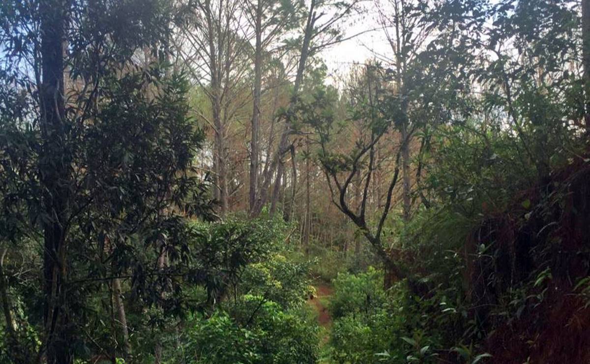 Alertan en Sierra Sur de Oaxaca por presencia de plaga de gusano defoliador en bosques de Putla