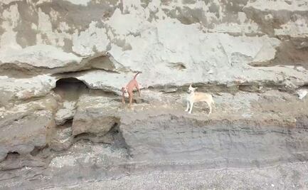 Protectores de animales de Oaxaca piden el rescate de los perritos atrapados en socavón de Puebla