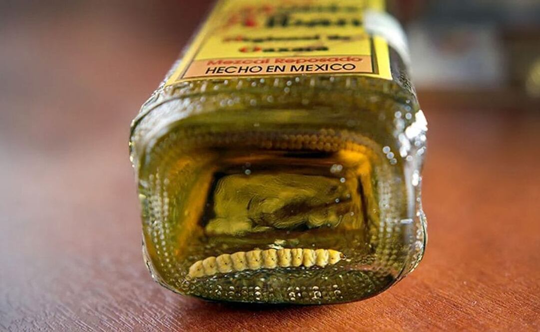 El gusano del mezcal no es solo leyenda: conoce su verdadera especie, su historia, y cómo llegó al fondo de la botella. Foto: decepas.com. 