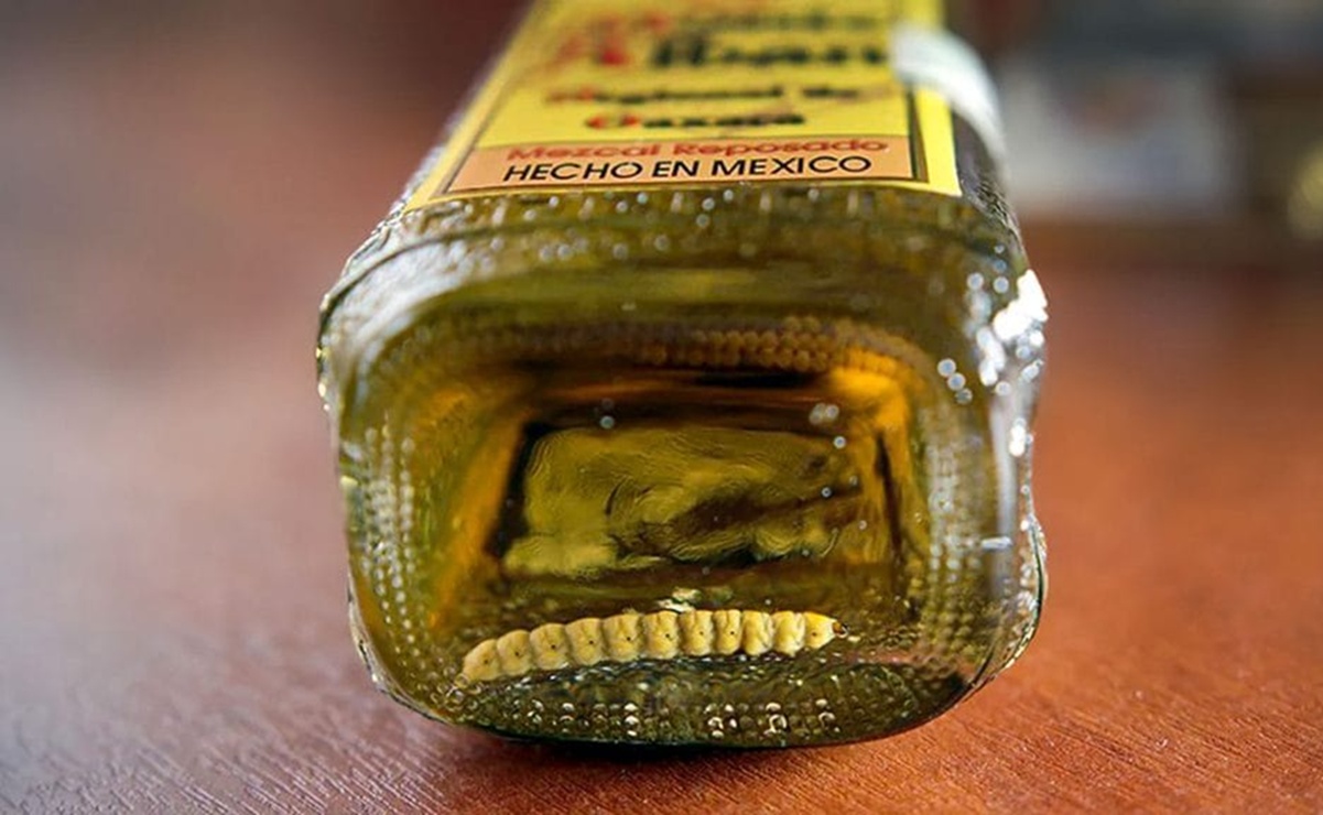 El gusano del mezcal no es solo leyenda: conoce su verdadera especie, su historia, y cómo llegó al fondo de la botella. Foto: decepas.com.