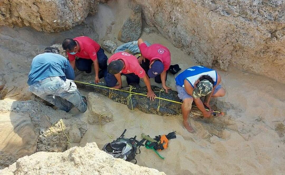 Capturan a cocodrilo de casi 3 metros en playa de Puerto Escondido, Oaxaca. Fotos: Especiales