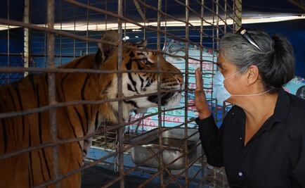 Circo del Oso Ruso: en riesgo de perder a Rayas y Yogui; Profepa presenta denuncia ante FGR