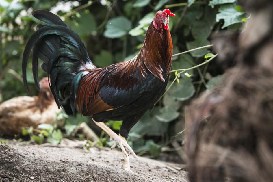 Cuidados biológicos para criar gallos de pelea en Miahuatlán | Oaxaca