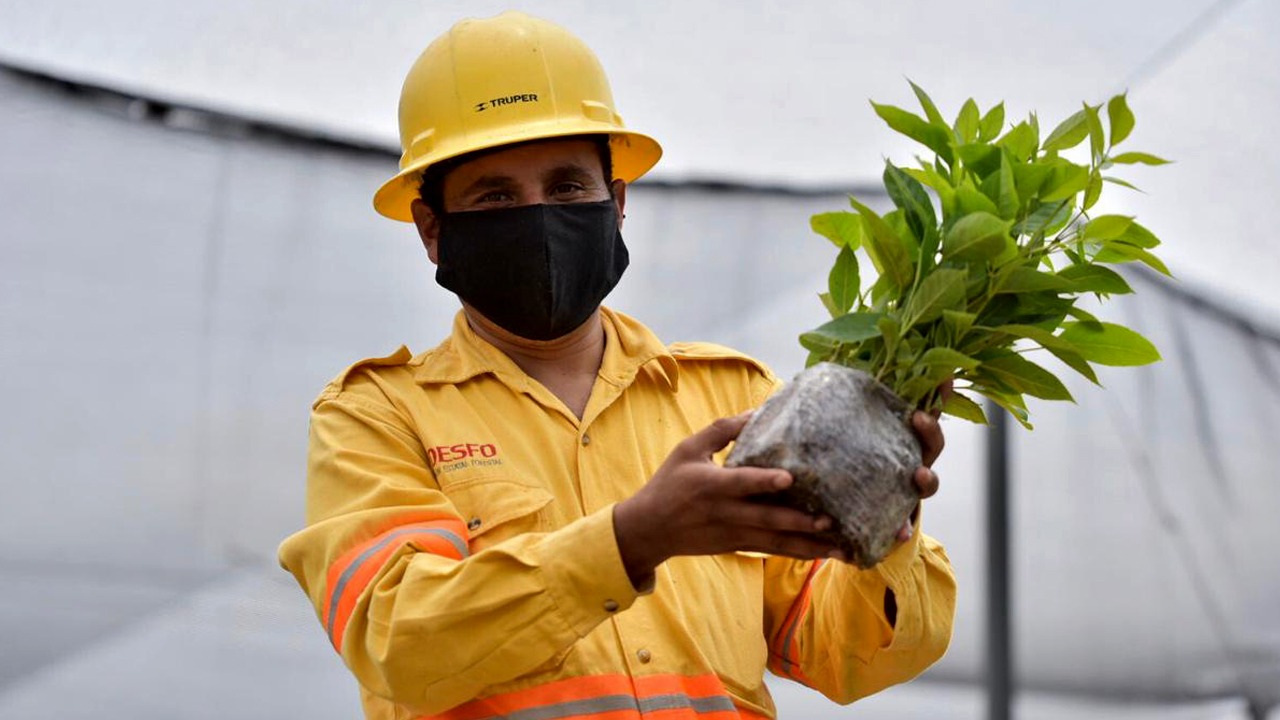 Entregan 60 mil árboles maderables para reforestar 12 municipios de la  Sierra Sur | Oaxaca