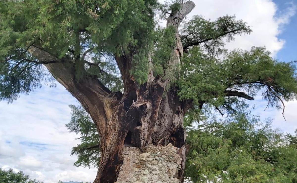 Conoce al “ahuelito”, con mil 566 años es el árbol más antiguo de la ciudad de Oaxaca
