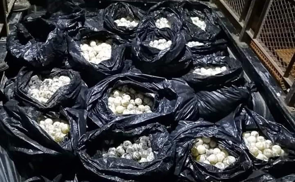 Decomisa Fiscalía cargamento con 30 mil huevos de tortuga en el Istmo