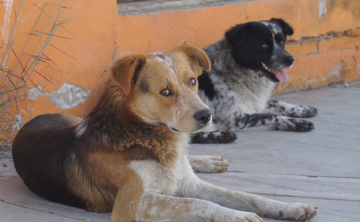 Covid-19 los deja sin hogar: suman 70 casos de abandono de mascotas durante la pandemia