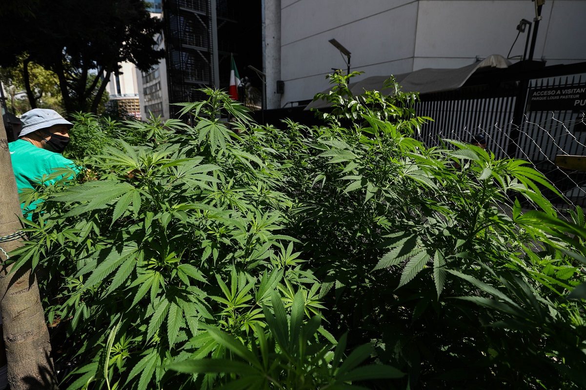 Senado aprueba en lo general despenalización del uso lúdico de la marihuana