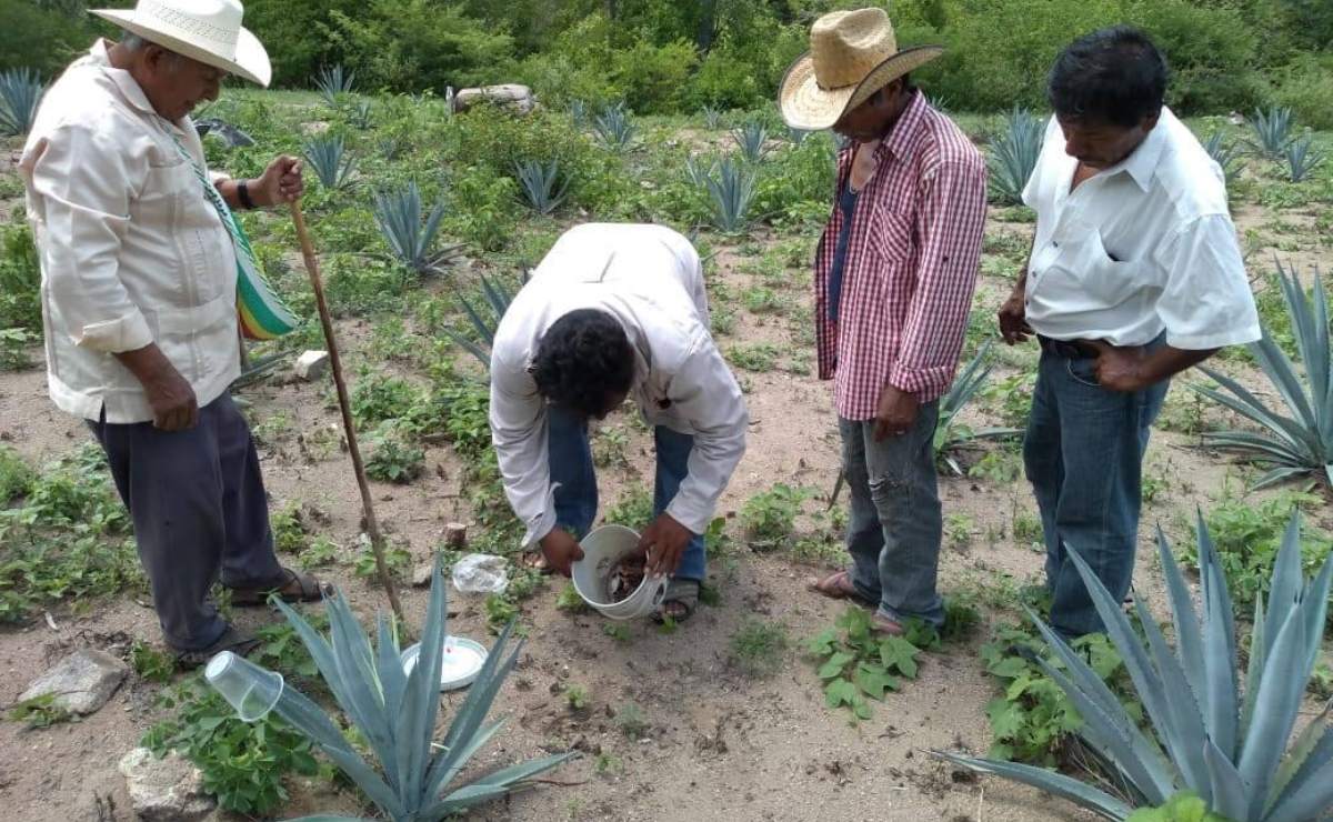 Productores de Oaxaca acusan al presidente del Consejo Regulador del Mezcal de buscar perpetuarse en el cargo