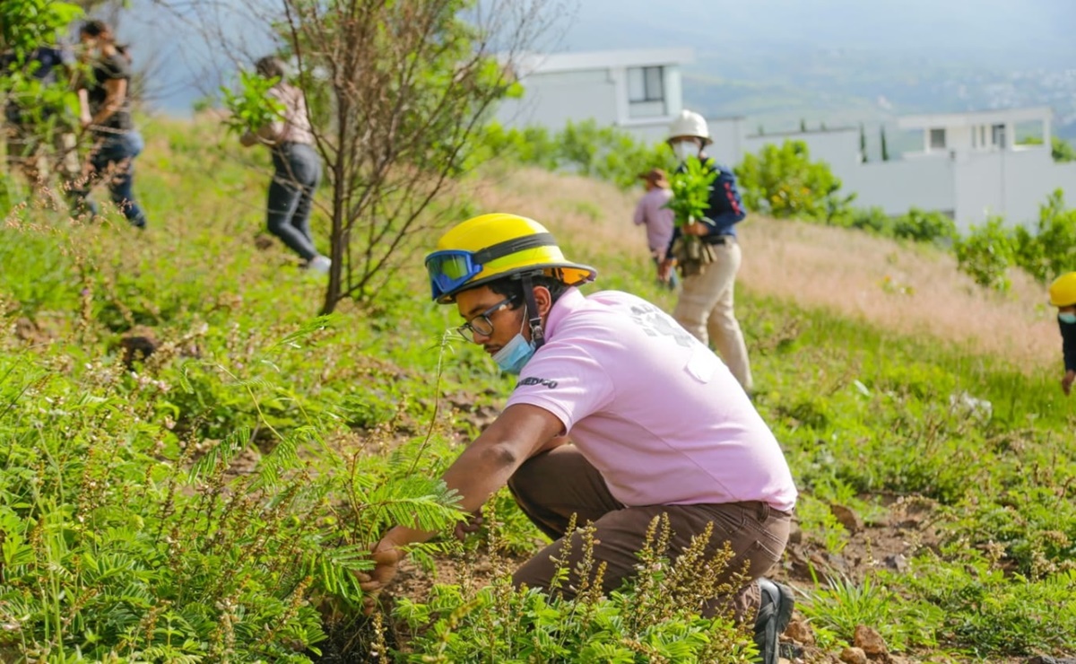 Reforestan 2 hectáreas en el Cerro del Crestón por el Día de la Riqueza Natural de Oaxaca