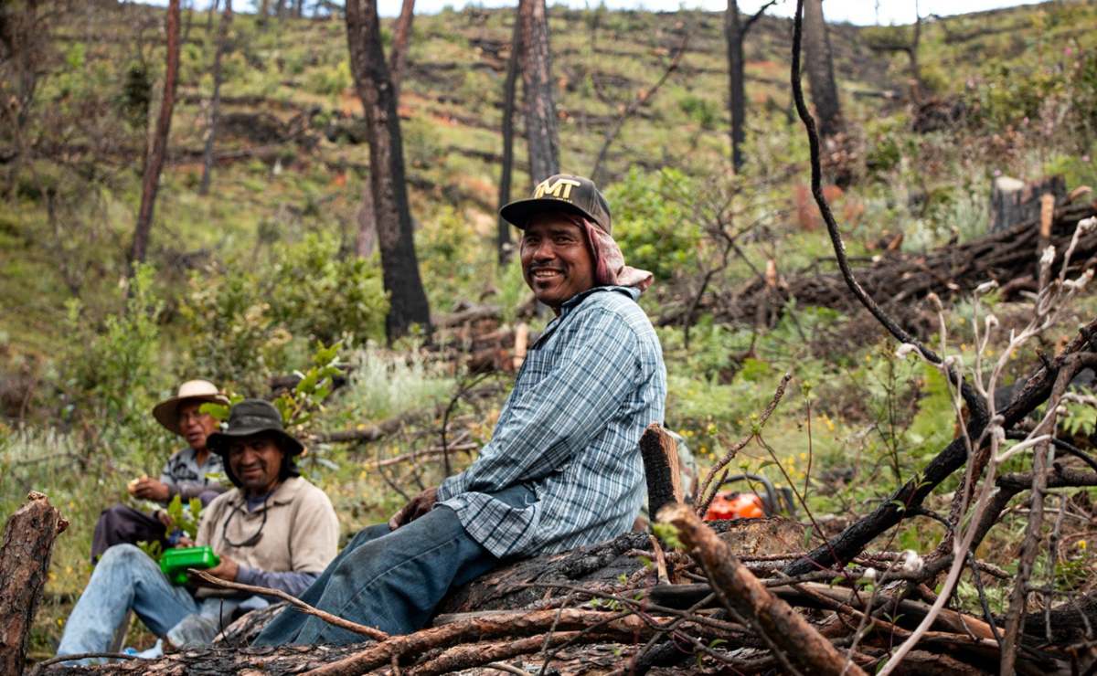 Tras incendio que devastó Tepejillo, Oaxaca, comuneros hacen resurgir al bosque de sus cenizas