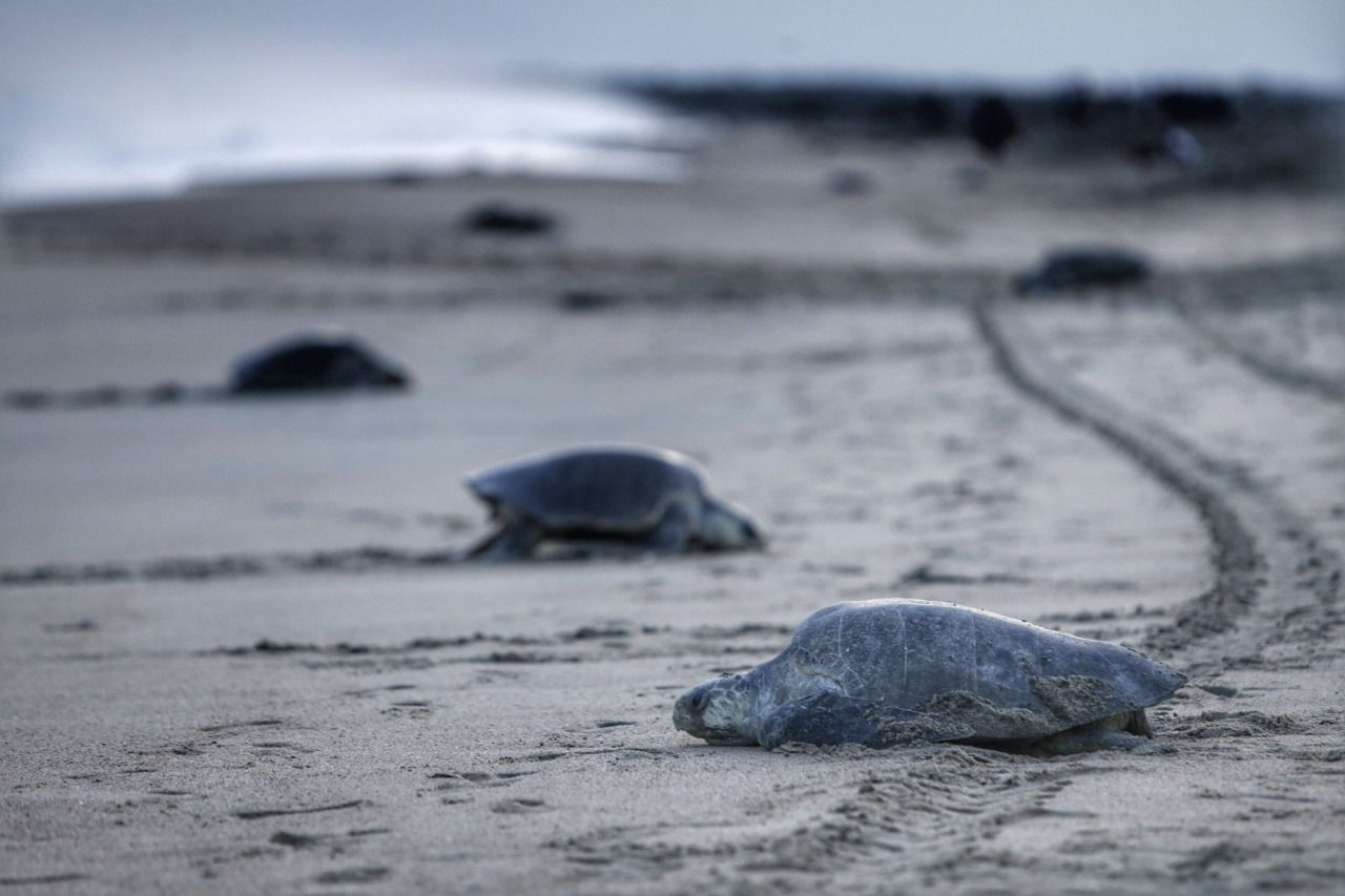 Apuntan a redes de pesca como posible causa de muerte de 300 tortugas golfinas en Oaxaca