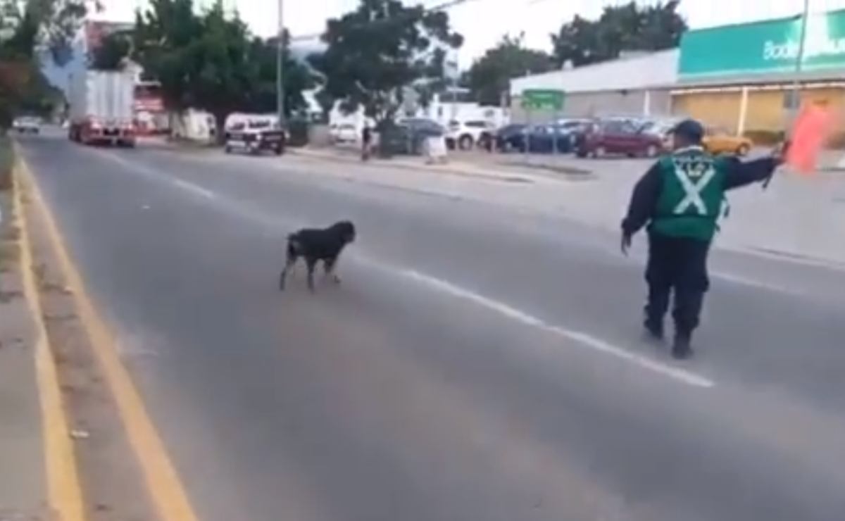 Policía de Oaxaca detiene el tránsito para darle paso a perrito, su buena acción se hace viral