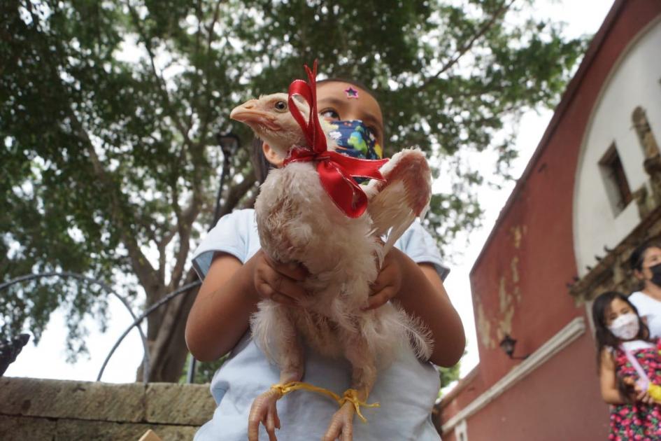 FOTOS: Perritos, gatitos y hasta chivos y gallinas reciben su bendición en Oaxaca