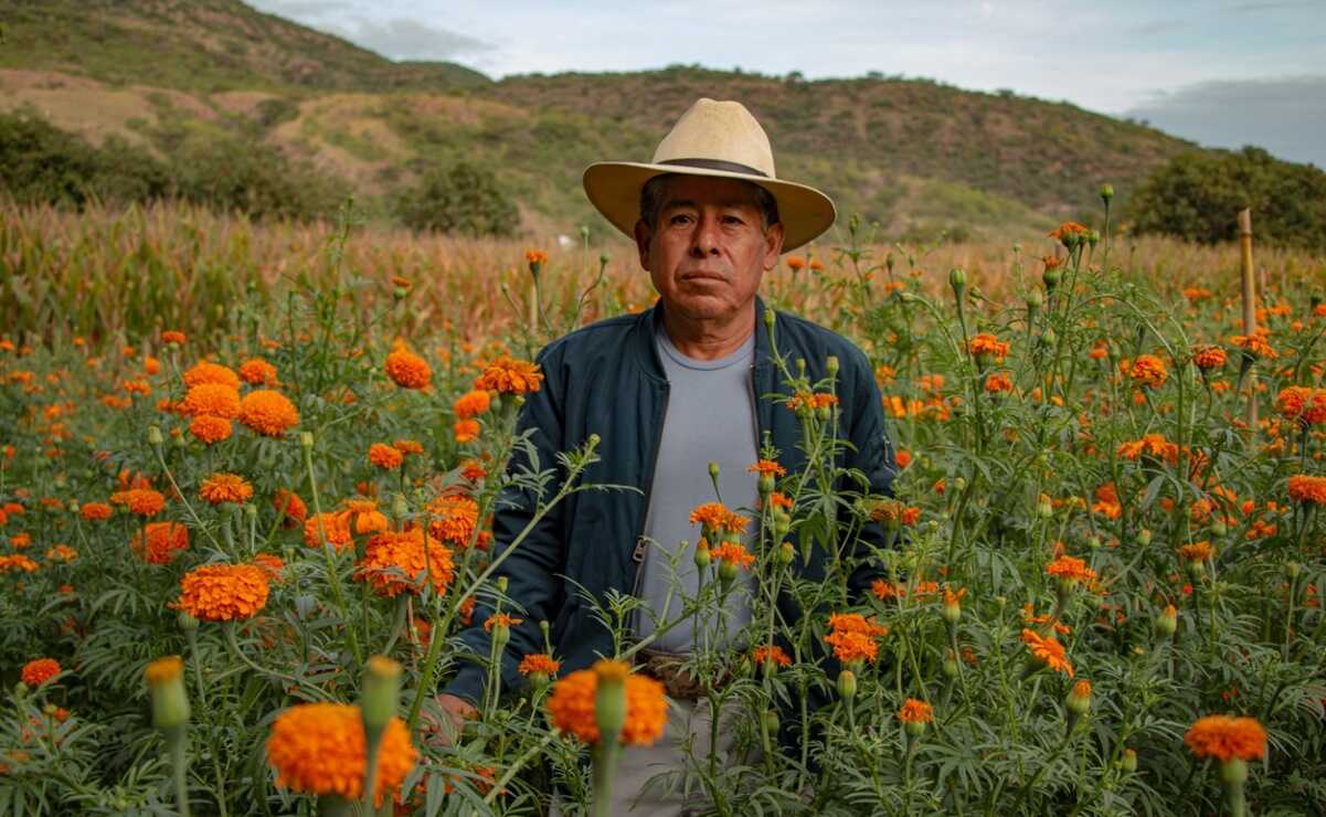 Sequía marchita cultivo y genera escasez de flor de cempasúchil en la  Mixteca de Oaxaca | Oaxaca