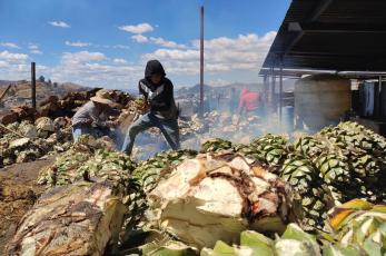 El falso boom mezcalero en Oaxaca: &iquest;por qu&eacute; si produce m&aacute;s, caen los precios del agave?  