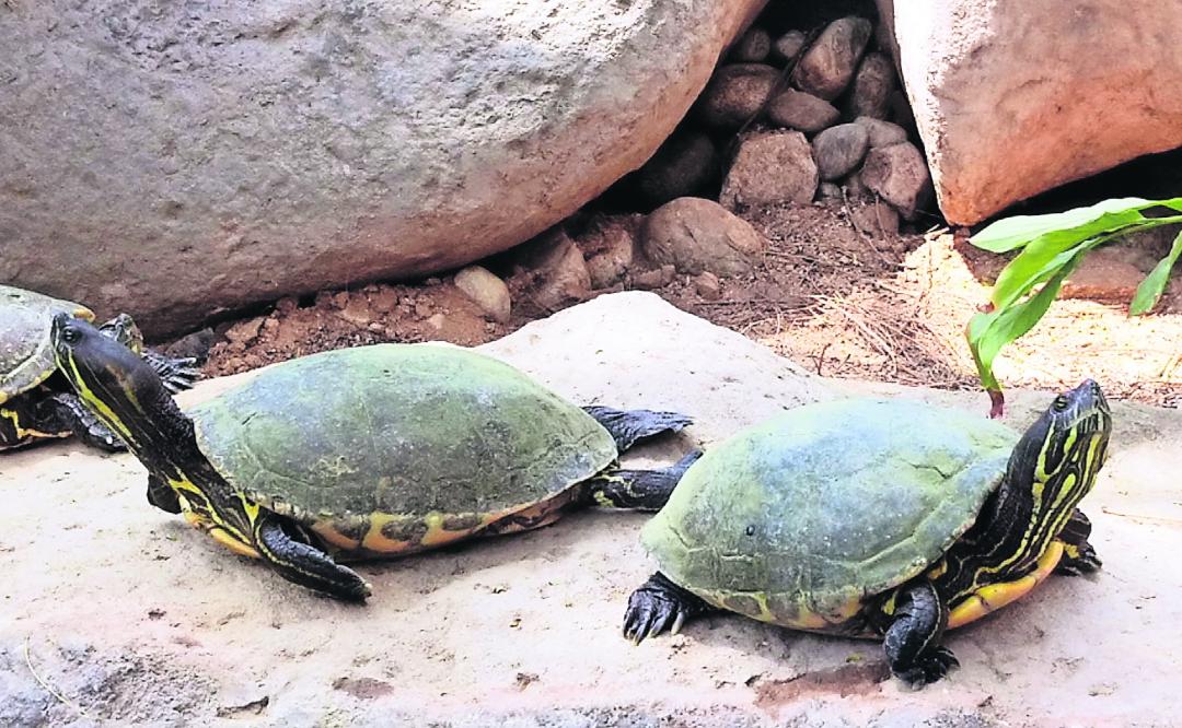 Resguardan 2 especies de tortugas endémicas en Oaxaca