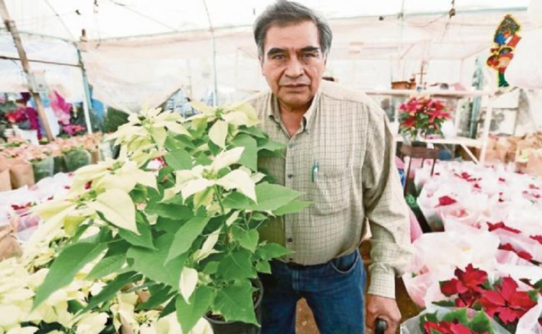 Vender la flor de Nochebuena es cada vez más difícil” | Oaxaca