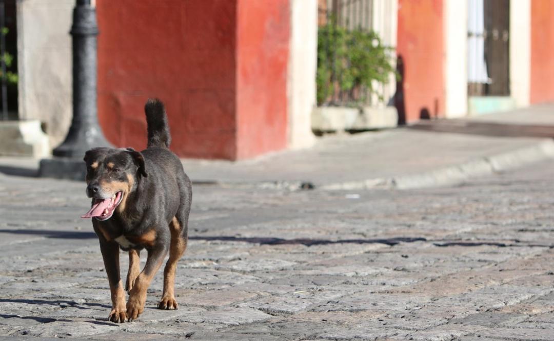 Cuidado con el Perro llega a Juárez