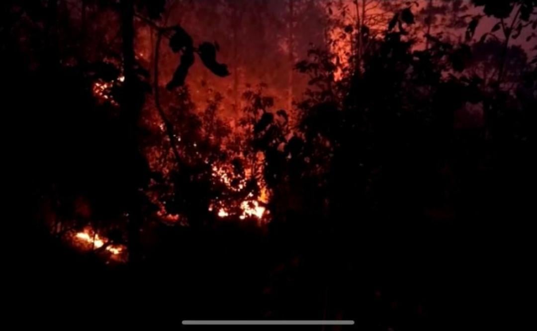 Declaran Emergencia en Ayutla Mixe tras incendio que devastó más de 80 hectáreas de bosque