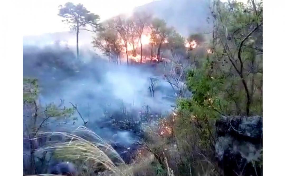 En lo que va del año, suman 150 incendios forestales en Oaxaca