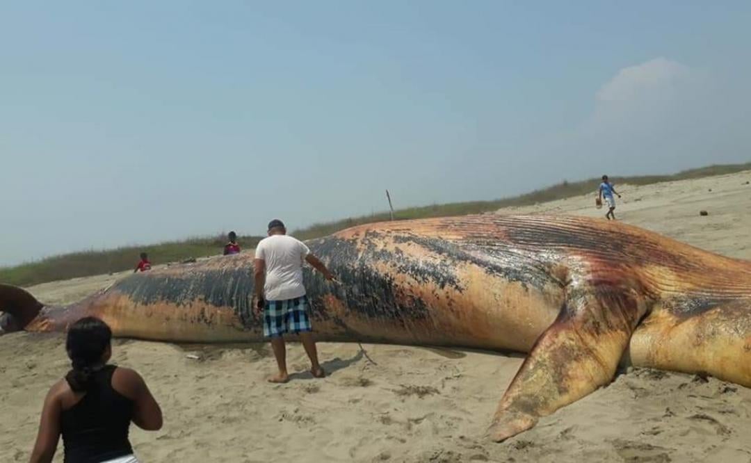 Encalla y muere ballena de 19 metros en playa de Chacahua