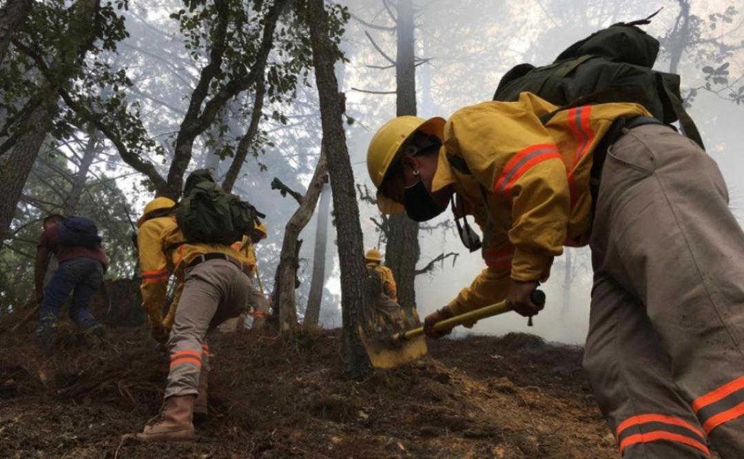 Pandemia contribuye a reducción de incendios forestales en Oaxaca, van 206 en el año