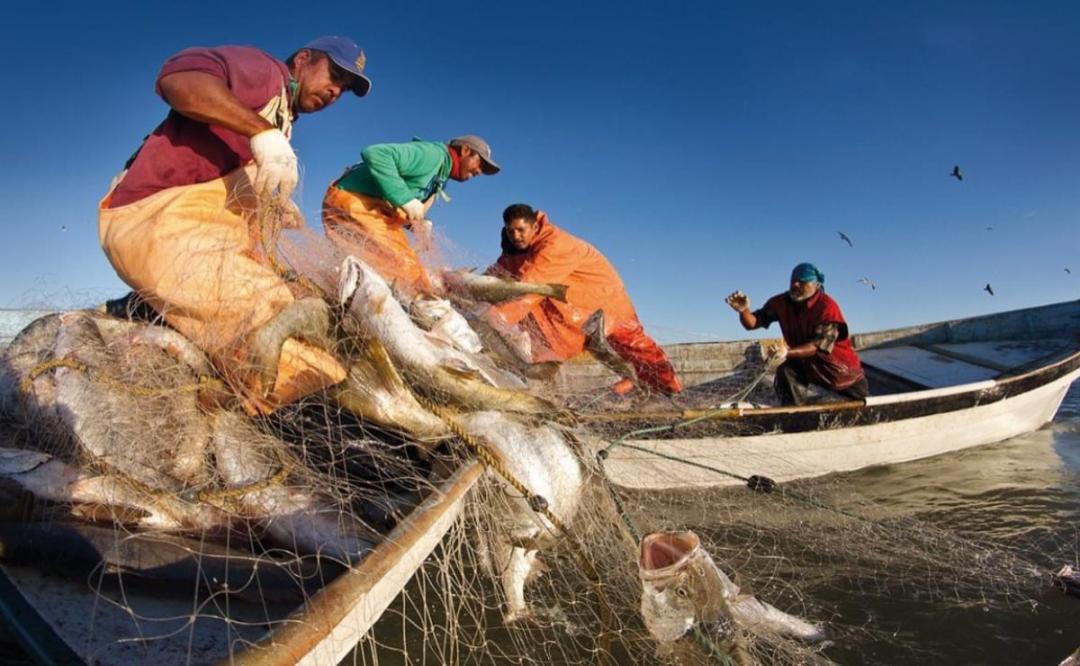 La 4T deja en agonía a la pesca: en 2021 no habrá recursos para programas de fomento ni vigilancia