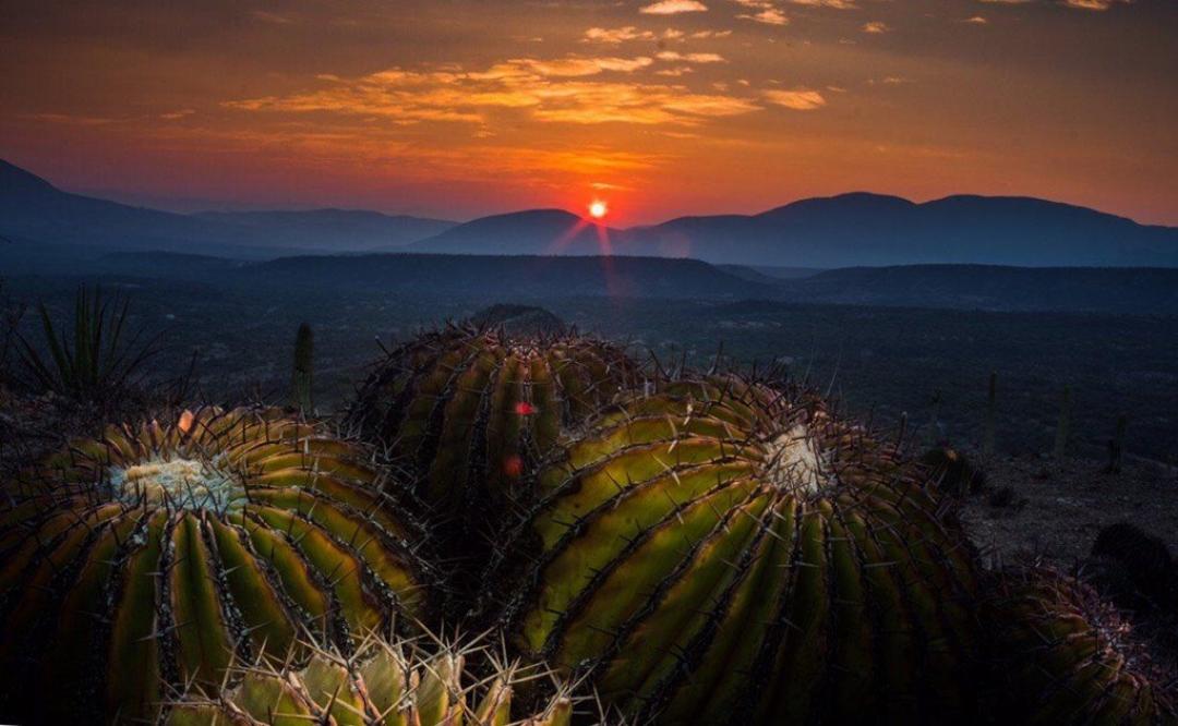 La región árida más biodiversa de América está en Oaxaca