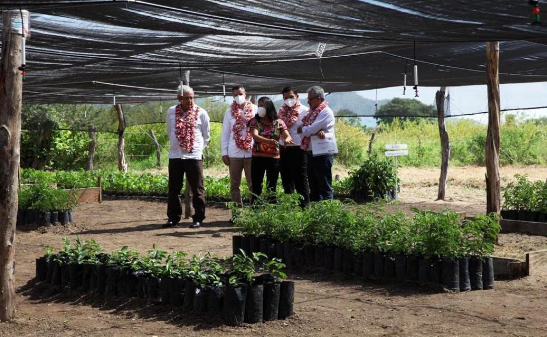 Supervisan AMLO y Murat avance de Sembrando Vida; en Oaxaca cultivarán 18  millones de árboles | Oaxaca