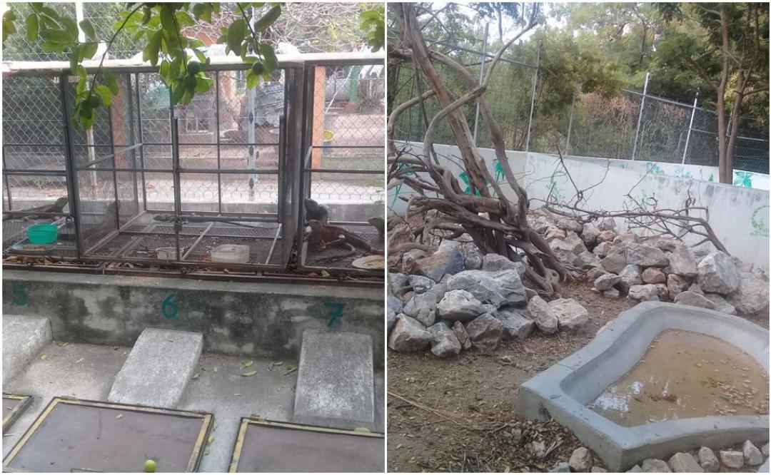 Roban 48 iguanas negras en peligro de extinción del Foro Ecológico en Juchitán