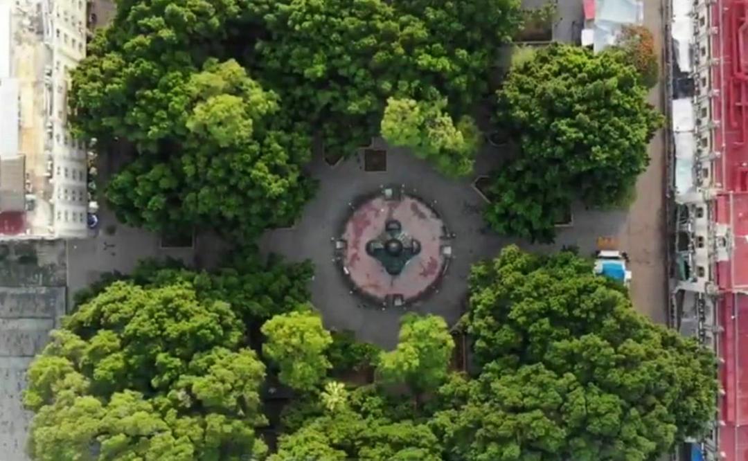 Lanzan llamado de auxilio para salvar árboles centenarios del zócalo de Oaxaca
