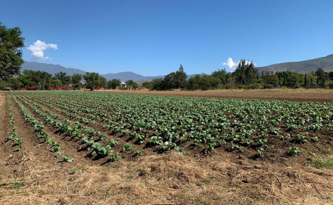 Cancelan cosecha para Noche de Rábanos por Covid-19 en Oaxaca; se aprovechará como abono