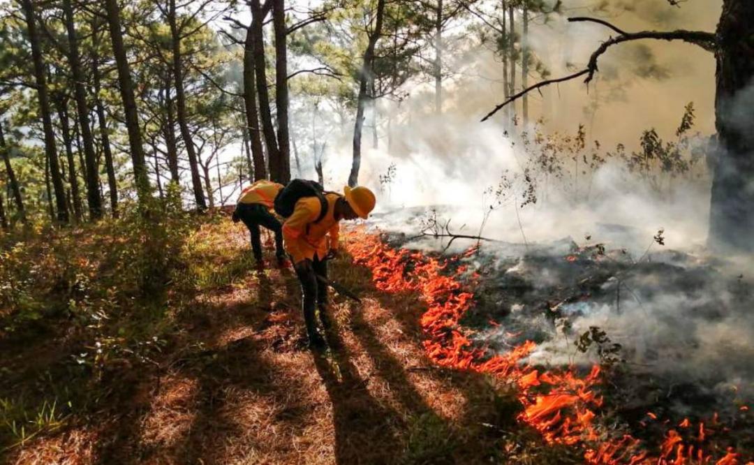 Cumple 48 horas incendio forestal que devora zona norte de la selva de Los Chimalapas