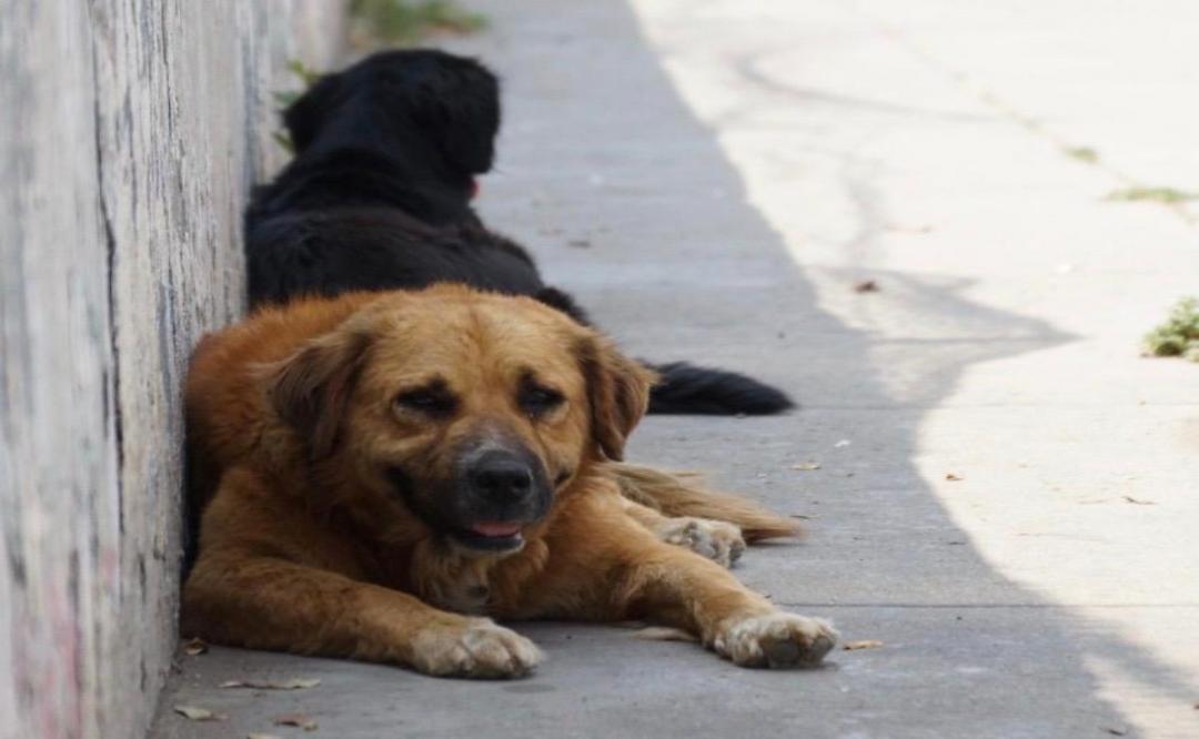 Habitantes de Ocotlán de Morelos en Oaxaca presentan denuncia penal ante envenenamiento de perros callejeros