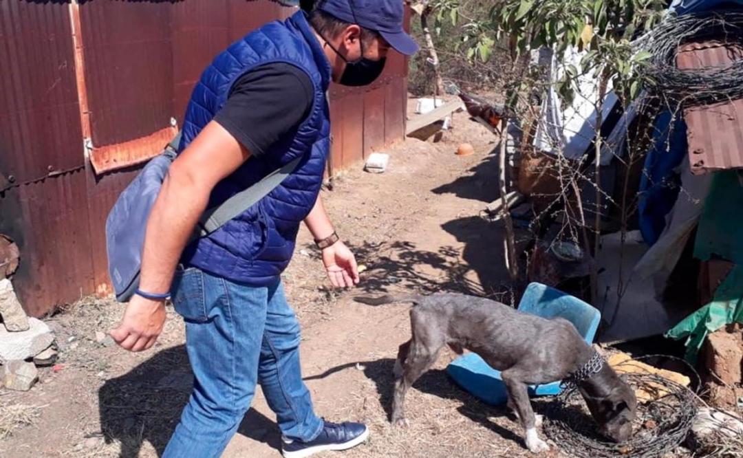 Encuentran una nueva familia para Pulpo, un perrito que sufría maltrato en la capital de Oaxaca