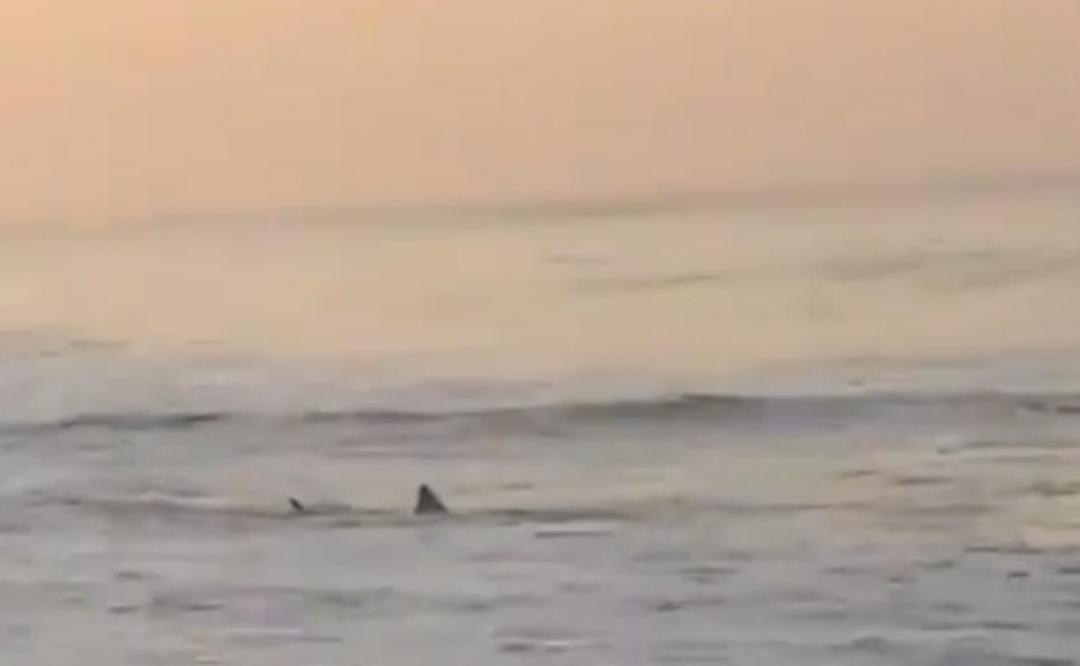 Piden precauciones a turistas  por reporte de avistamiento de tiburones en playa de Oaxaca