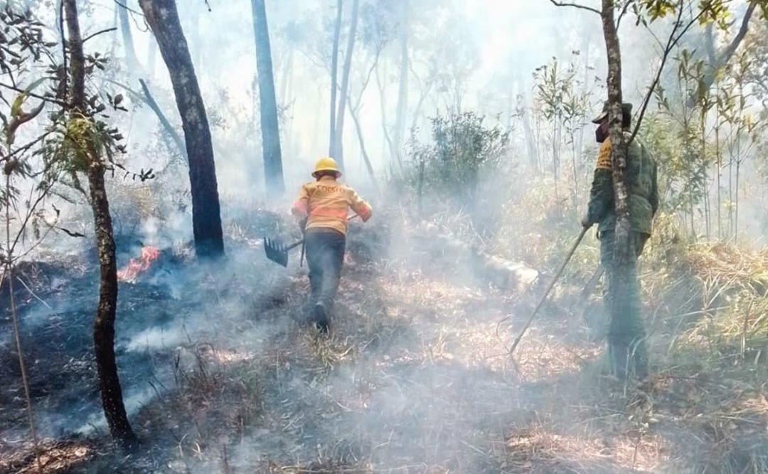 Incendio forestal deja a casi 3 mil personas sin electricidad y daños a cultivos de café y maíz en la Costa de Oaxaca