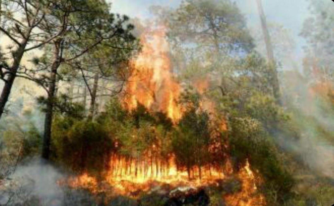Incendios forestales amenazan la Mixteca de Oaxaca; suman 129 siniestros en bosques en el 2021