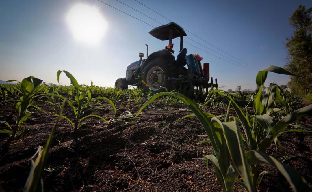 Oaxaca recupera terreno en actividades económicas primarias y secundarias, como agricultura y construcción: Inegi