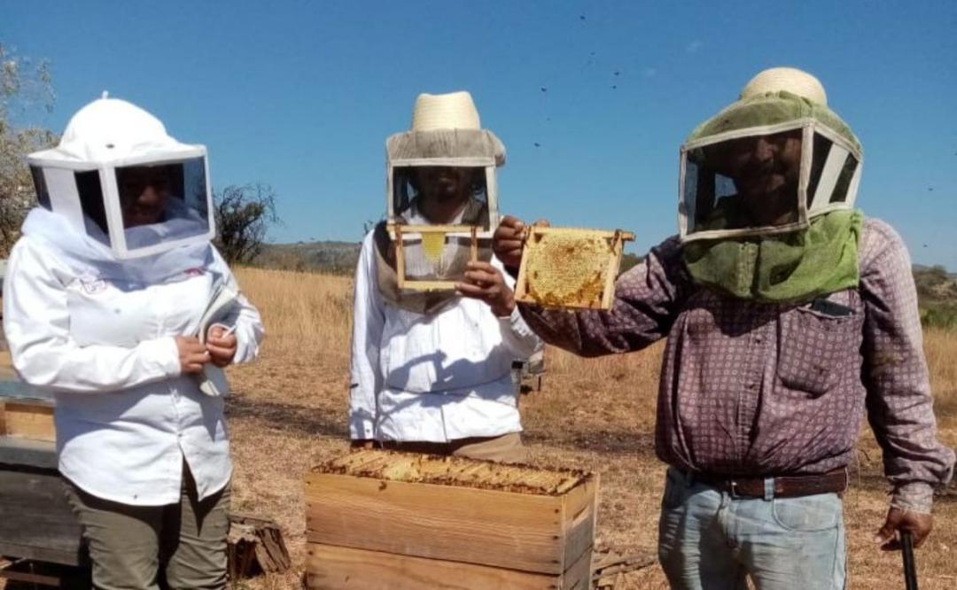 Apicultores de Oaxaca enfrentan intermediarios y  luchan contra la miel apócrifa, que frena la exportación