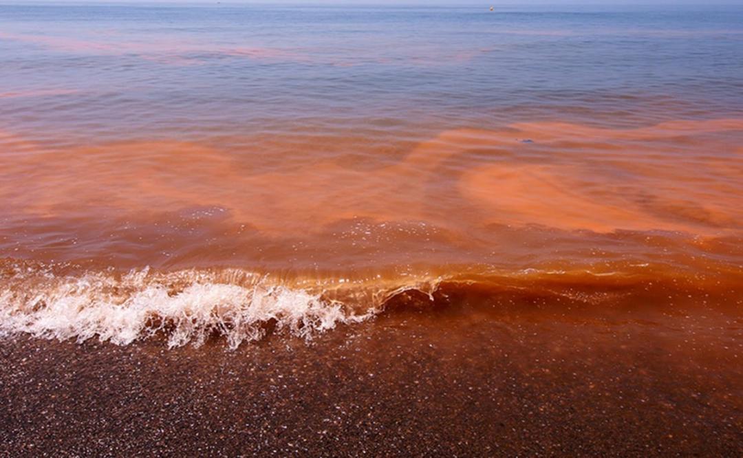Detectan presencia de Marea Roja en playas del Istmo de Oaxaca; prohíben consumo de moluscos