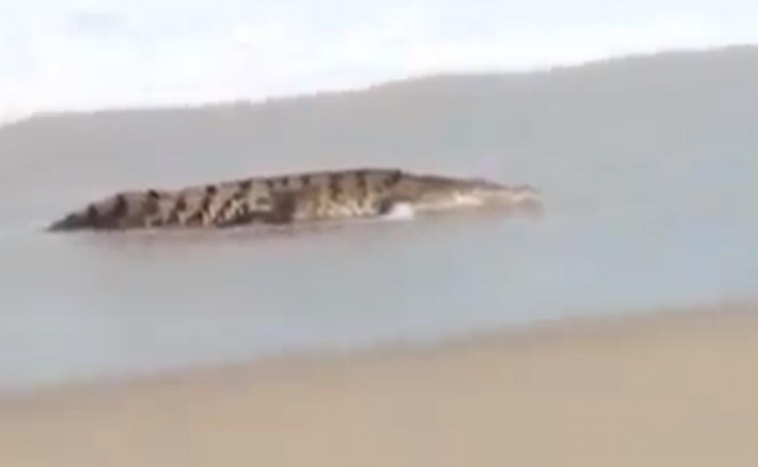 Captan a cocodrilo “vacacionando” en playa de Puerto Escondido; migraba por el mar