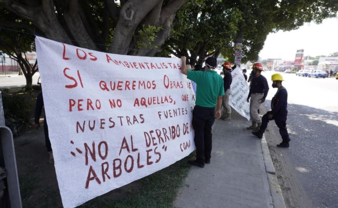 Ambientalistas de Oaxaca protestan de nuevo contra tala de árboles por obra: "no estamos contra el desarrollo"