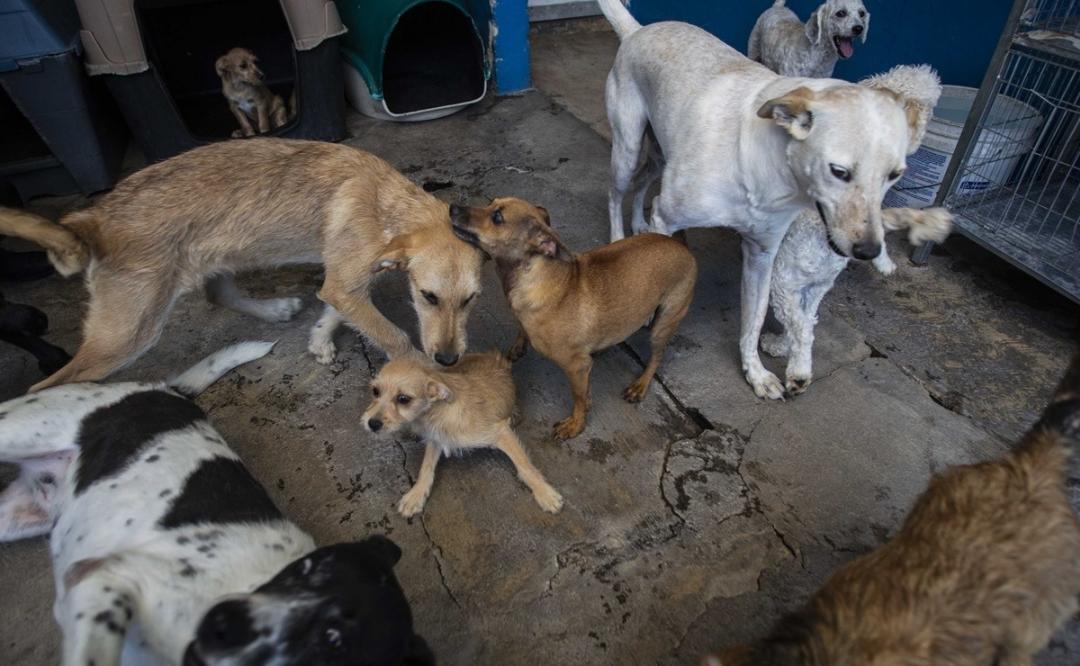 Denuncian nuevo caso de zoofilia en Oaxaca, captan en video a hombre violando a un perro en Tuxtepec